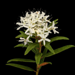 isotutuzi Marsh Labrador Herb, Ledum palustre