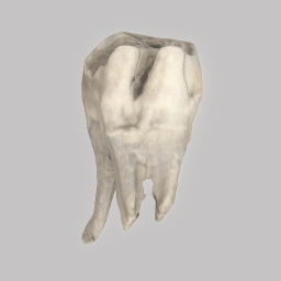 Rhinoceros Tooth Vrn