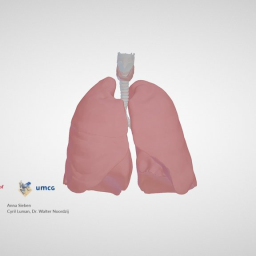 Anatomy of the airways (opaque lungs)