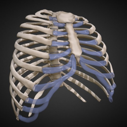 Human Thorax
