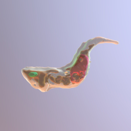 Trypanosoma