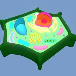 Vegetal Cell