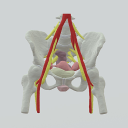 Bony Pelvis, Supply, Organs from MRI