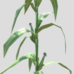 Maize Corn Plant
