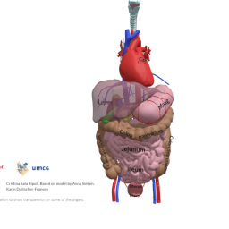 Abdomen Anatomy