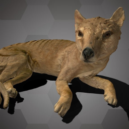 Tasmanian Tiger (NHMW-Zoo-MAMM ST132)