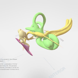 Anatomy of the Inner Ear