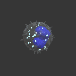 [(Leukocyte)] Basophil