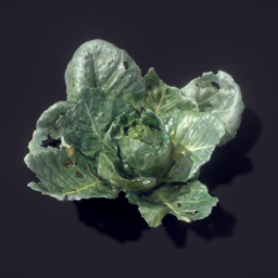 Cabbage Raw Sacan