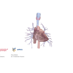 Heart, valves and auscultation sites