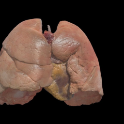 Fresh HeartLung Bloc Semi-inflated