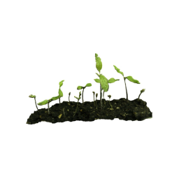Plants on the ground
