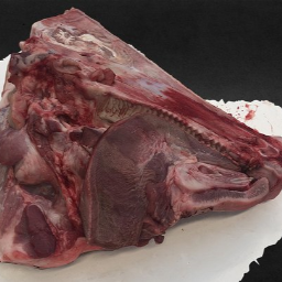 Pig&#39;s head, sagittal section