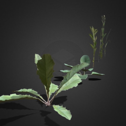 several plants