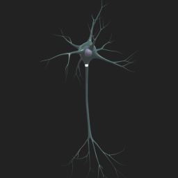 Multipolar neuron