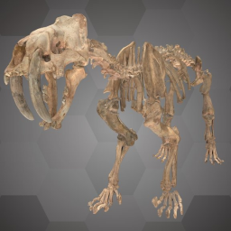 Saber-Toothed Cat (NHMW-Geo 201600660001)