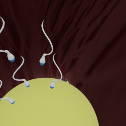 Fertilization of Sperm  Egg