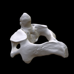 Human Axis C2 vertebra