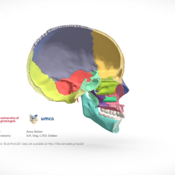 Sagittal cut of the human cranium and mandible 2