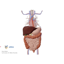 Thorax and abdomen: some of the lymph nodes