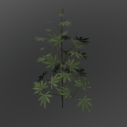 Cannabis Strain 1 Veg
