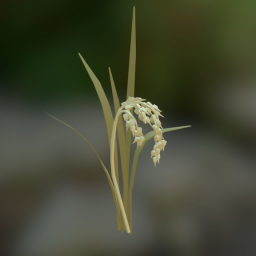 Rice Plant