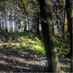 Forest environnement