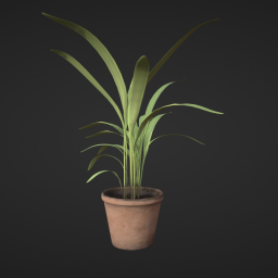 Palm Plant