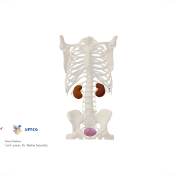 Urinary tract