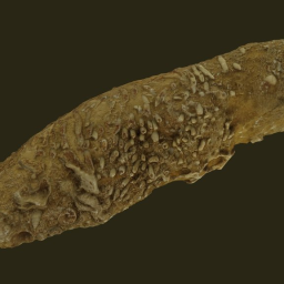 Coral-bearing limestone, Italy