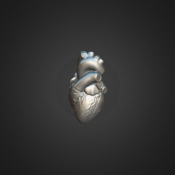 Heart 3D Model