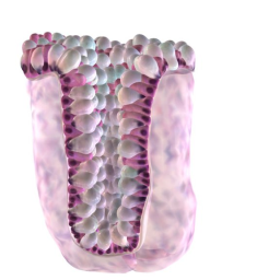 Epithelium of the Colon (reduced file size)