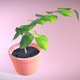 Redbud Tree Seedling Week 8 Plant Ryann Davis