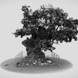 Old oak tree in the grounds of West Dean Gardens