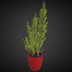Indoor Plant
