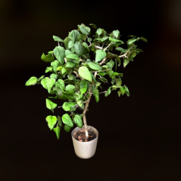 Plant | Rosa chinensis