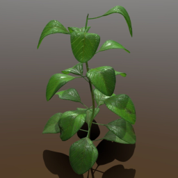 Plant - Outdoors