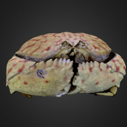 Calappa flammea (PRI 42120)