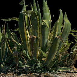 Aloa Vera plant