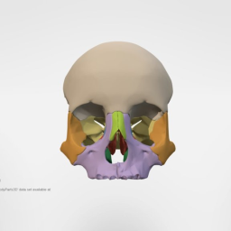 Bones of the orbit including palatine bones