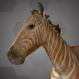 Quagga (NHMW-Zoo-MAMM ST710)