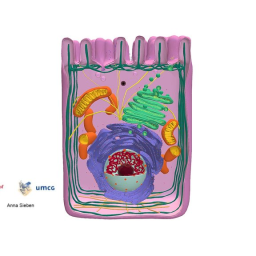 Human Eukaryotic Cell and its main components