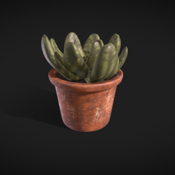 Plant  succulent