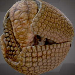 Azara&#39;s Domed Armadillo (NHMW-Zoo1-MAMM)