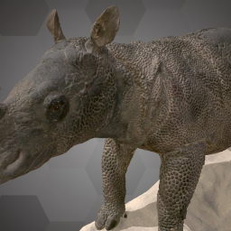 Javan Rhinoceros (NHMW-Zoo-MAMM 8198ST319)
