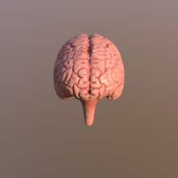 Brain