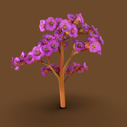 Bergenia Flower