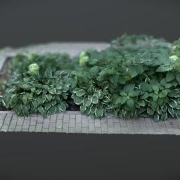 PLANTS BUSH GRASS